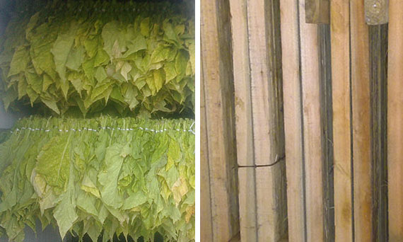 Tobacoo leaf/wood